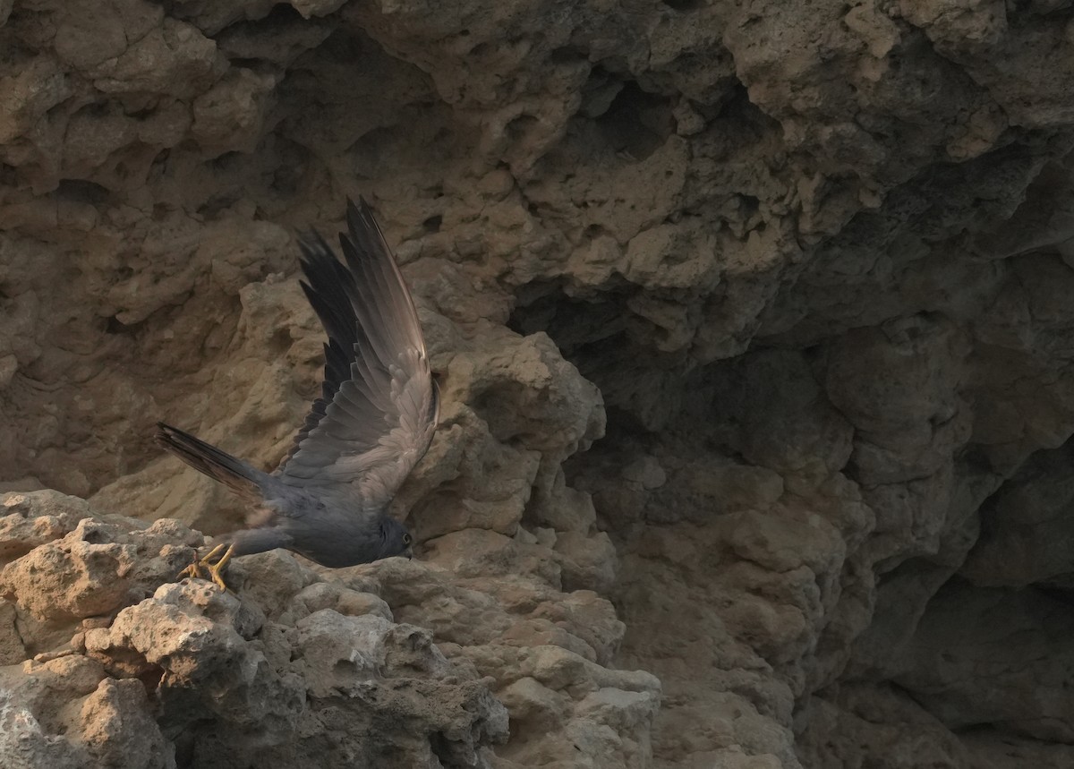 ostříž arabský - ML645837529