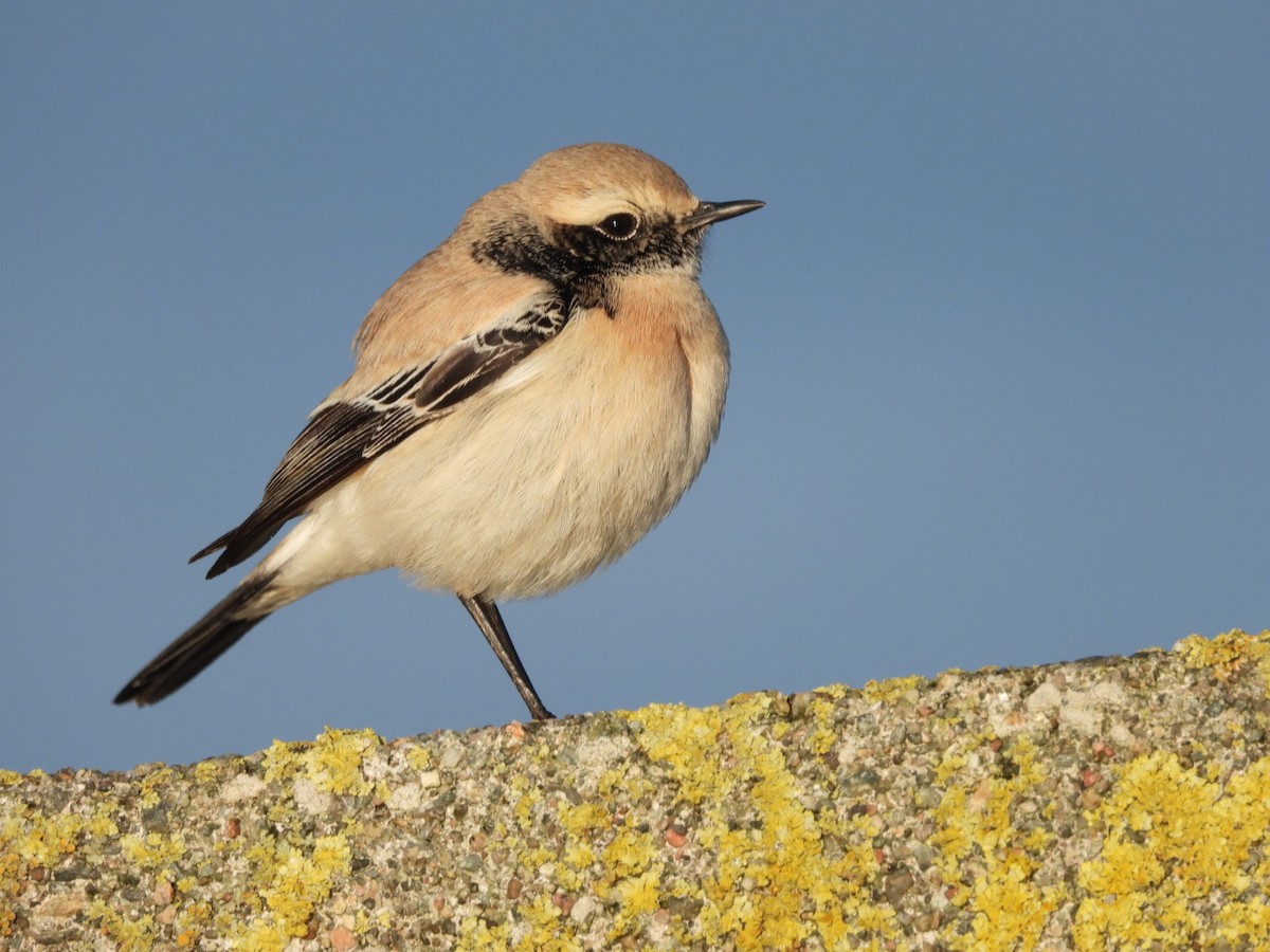 Desert Wheatear - ML645837547
