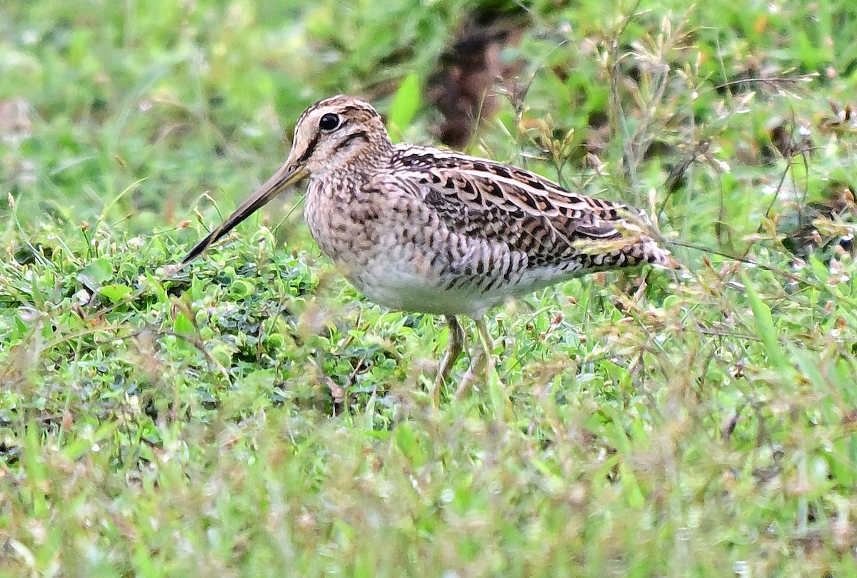 ハリオシギ - ML645837555