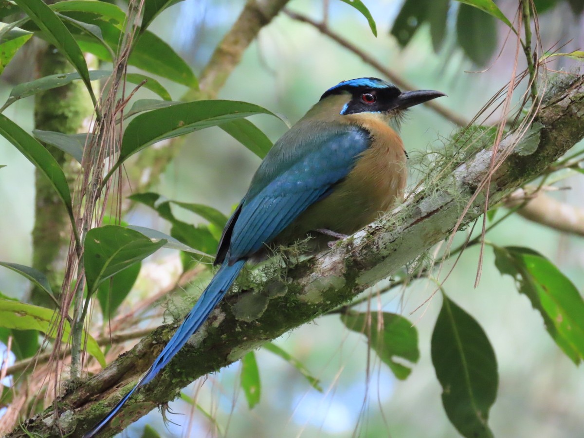 Lesson Motmotu - ML645837567