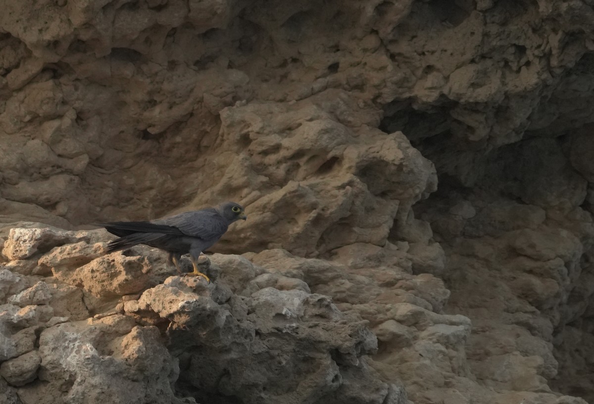 ostříž arabský - ML645837569