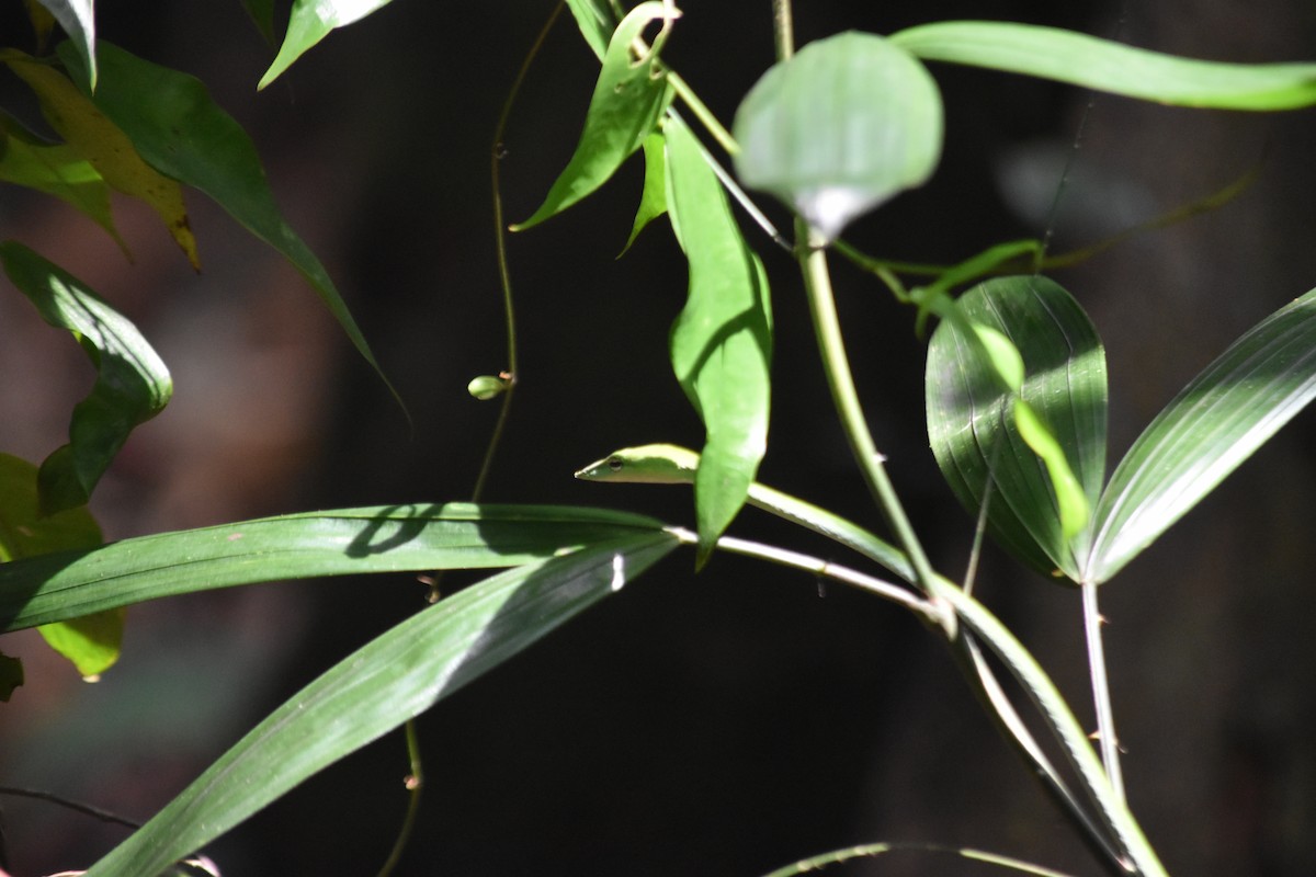 Long-nosed Whipsnake - ML645837578