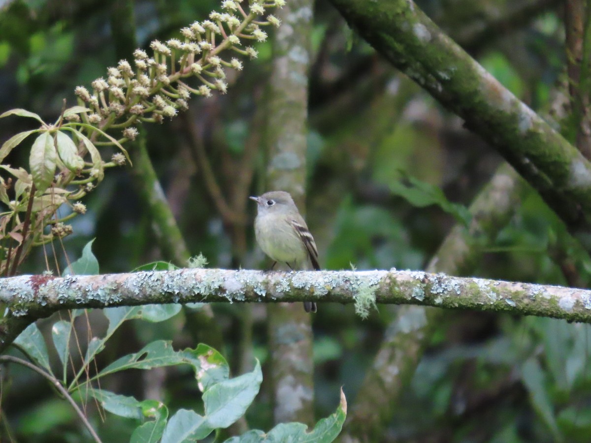 Hammond's Flycatcher - ML645837579