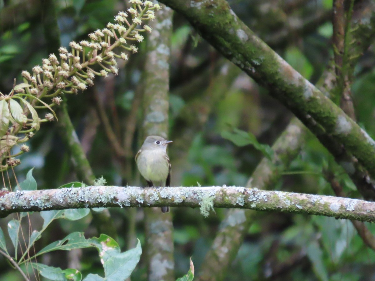 Hammond's Flycatcher - ML645837580