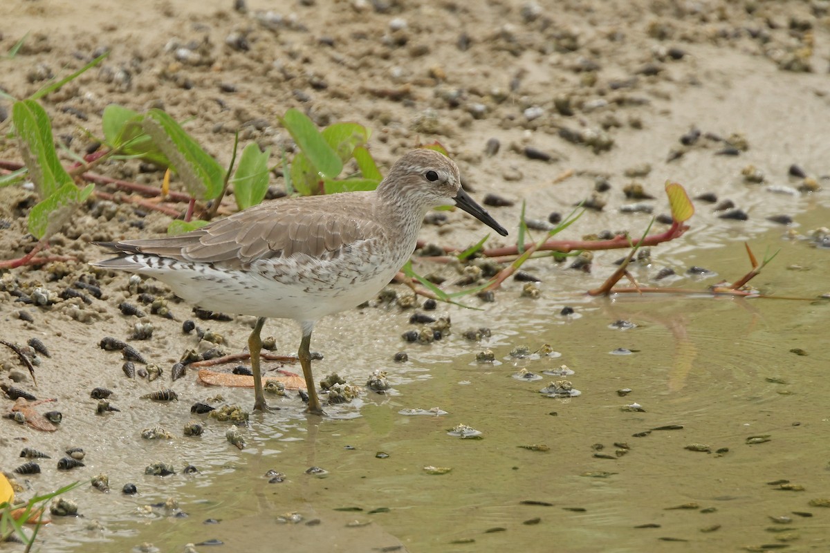 Bécasseau maubèche - ML645837593