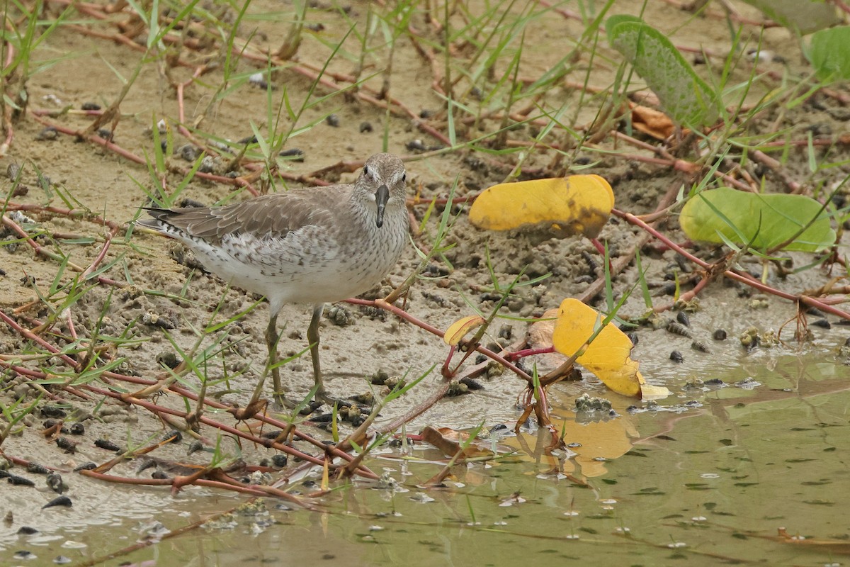 Bécasseau maubèche - ML645837594