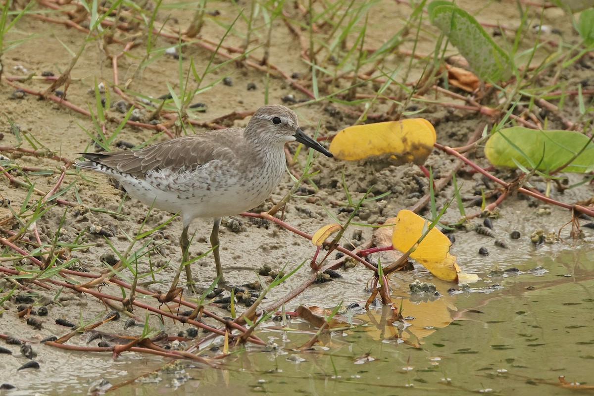 Bécasseau maubèche - ML645837595