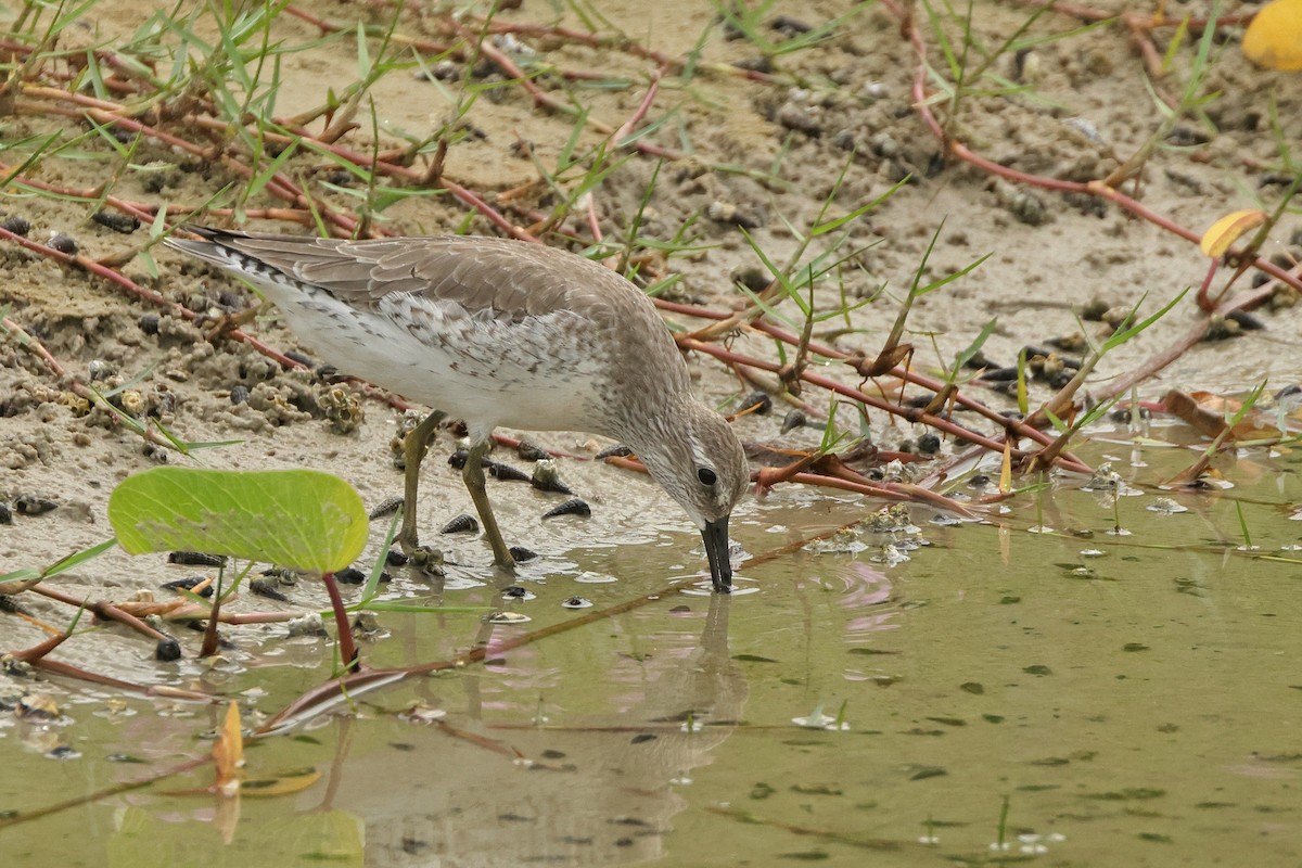 Bécasseau maubèche - ML645837596