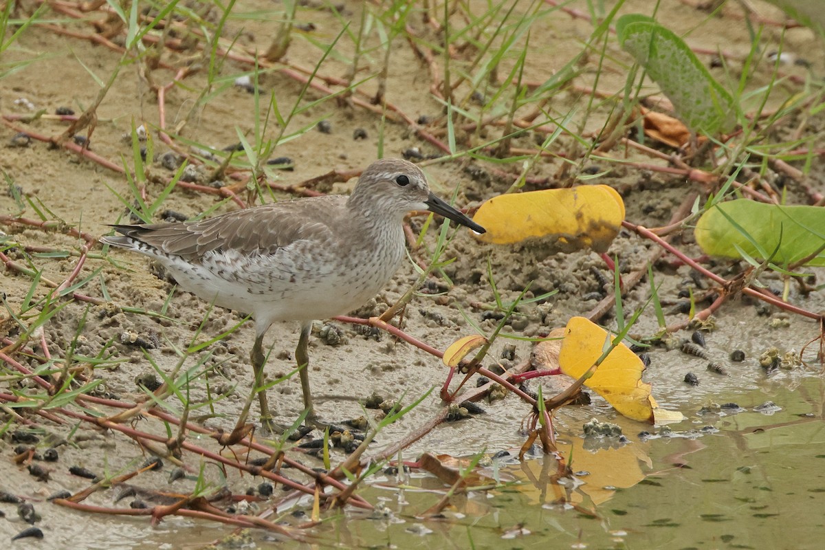 Bécasseau maubèche - ML645837597