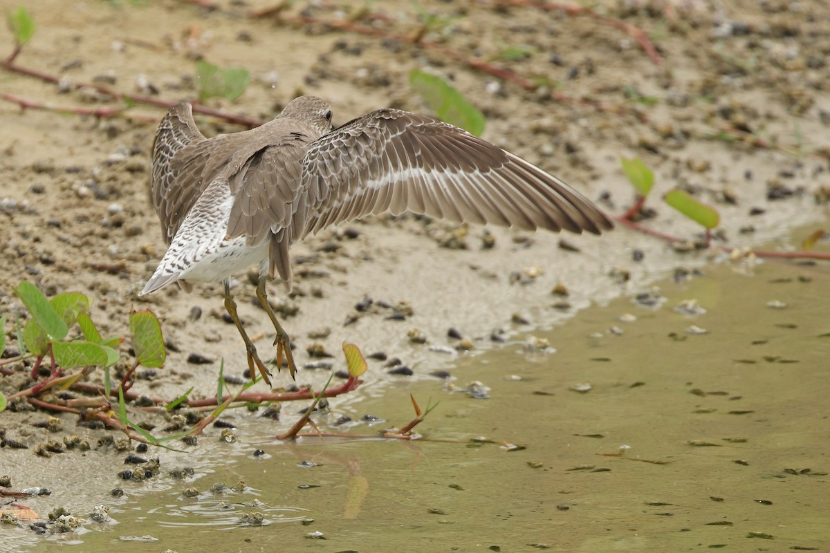 Bécasseau maubèche - ML645837598