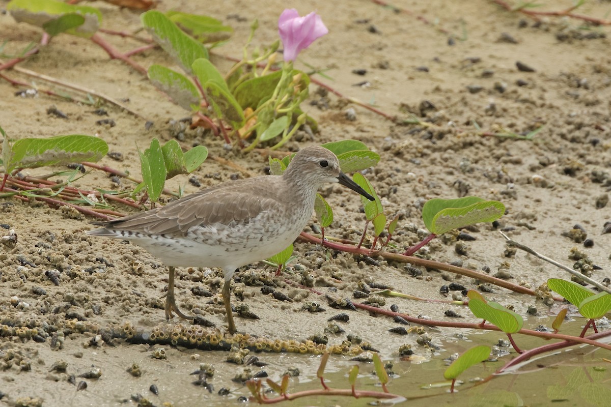 Bécasseau maubèche - ML645837599
