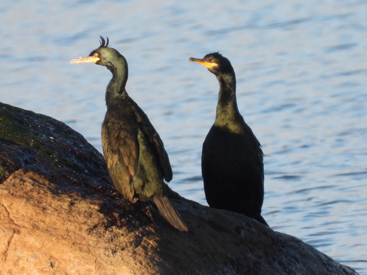 European Shag - ML645837601