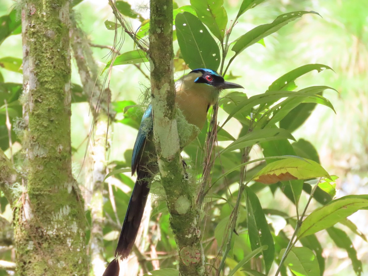 Lesson Motmotu - ML645837602