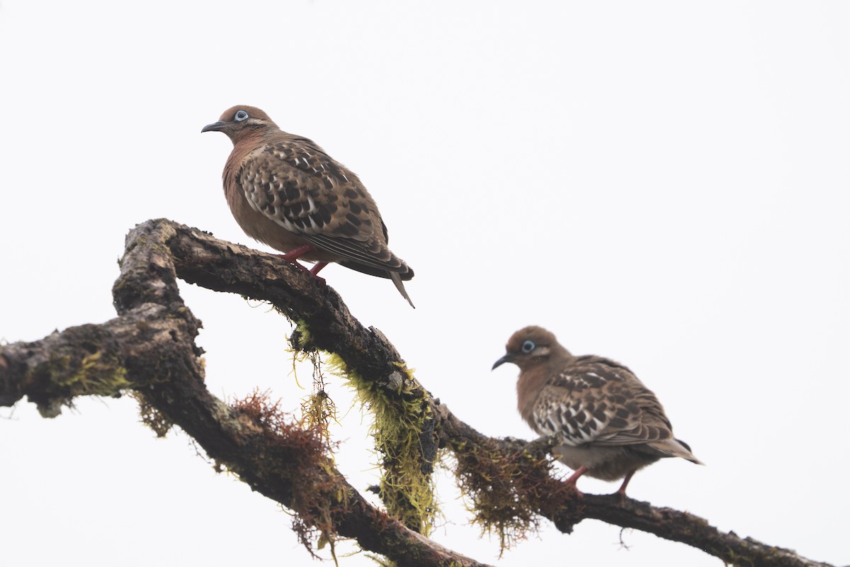 Galapagos Dove - ML645837605