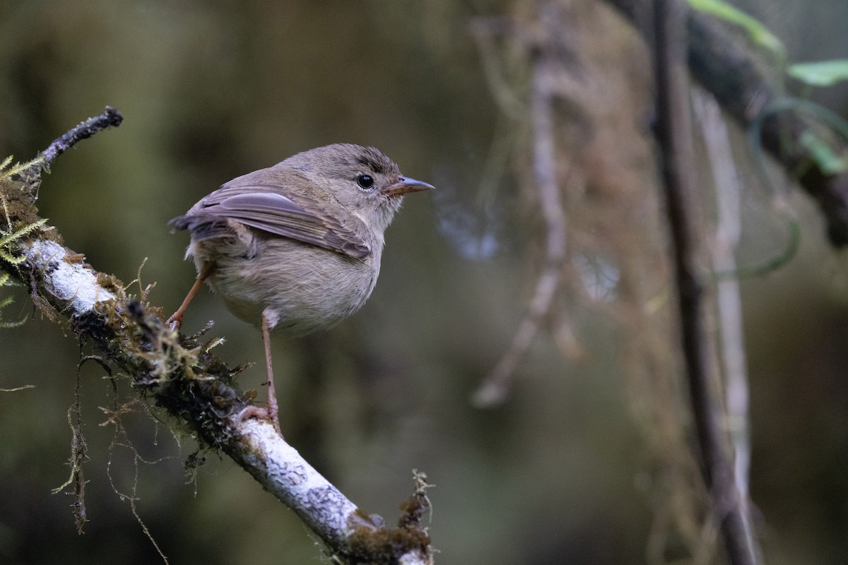 Green Warbler-Finch - ML645837607