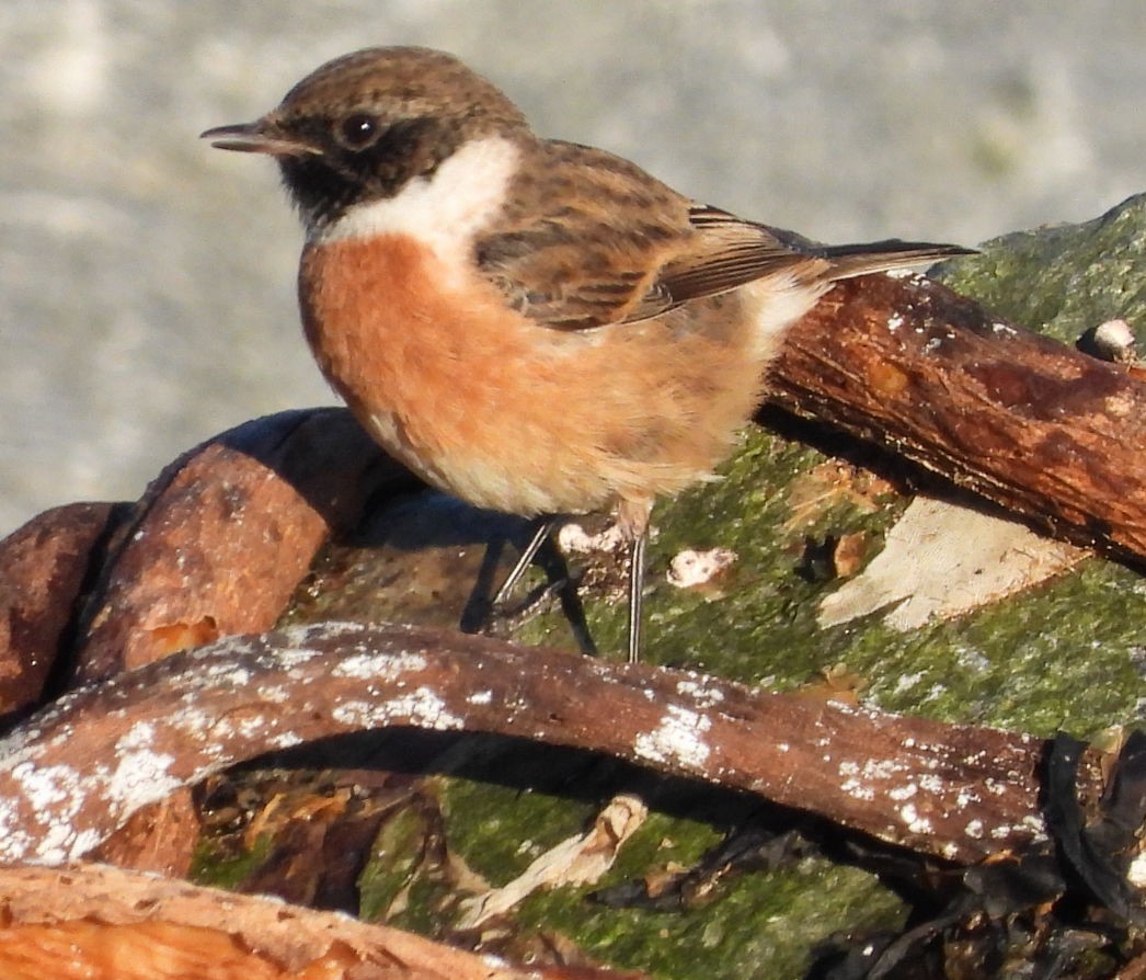 European Stonechat - ML645837617