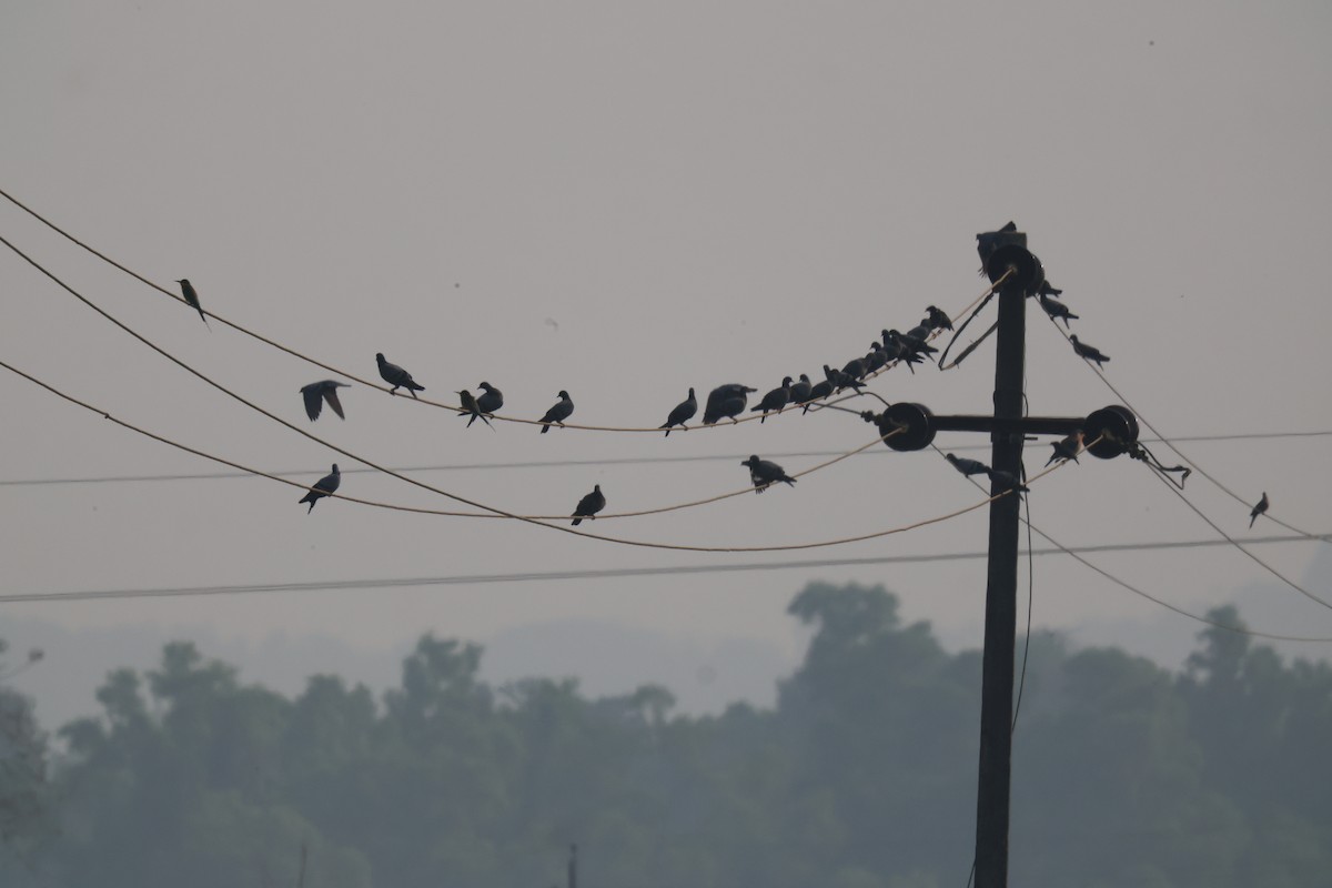 Felsentaube (Straßentaube) - ML645837618