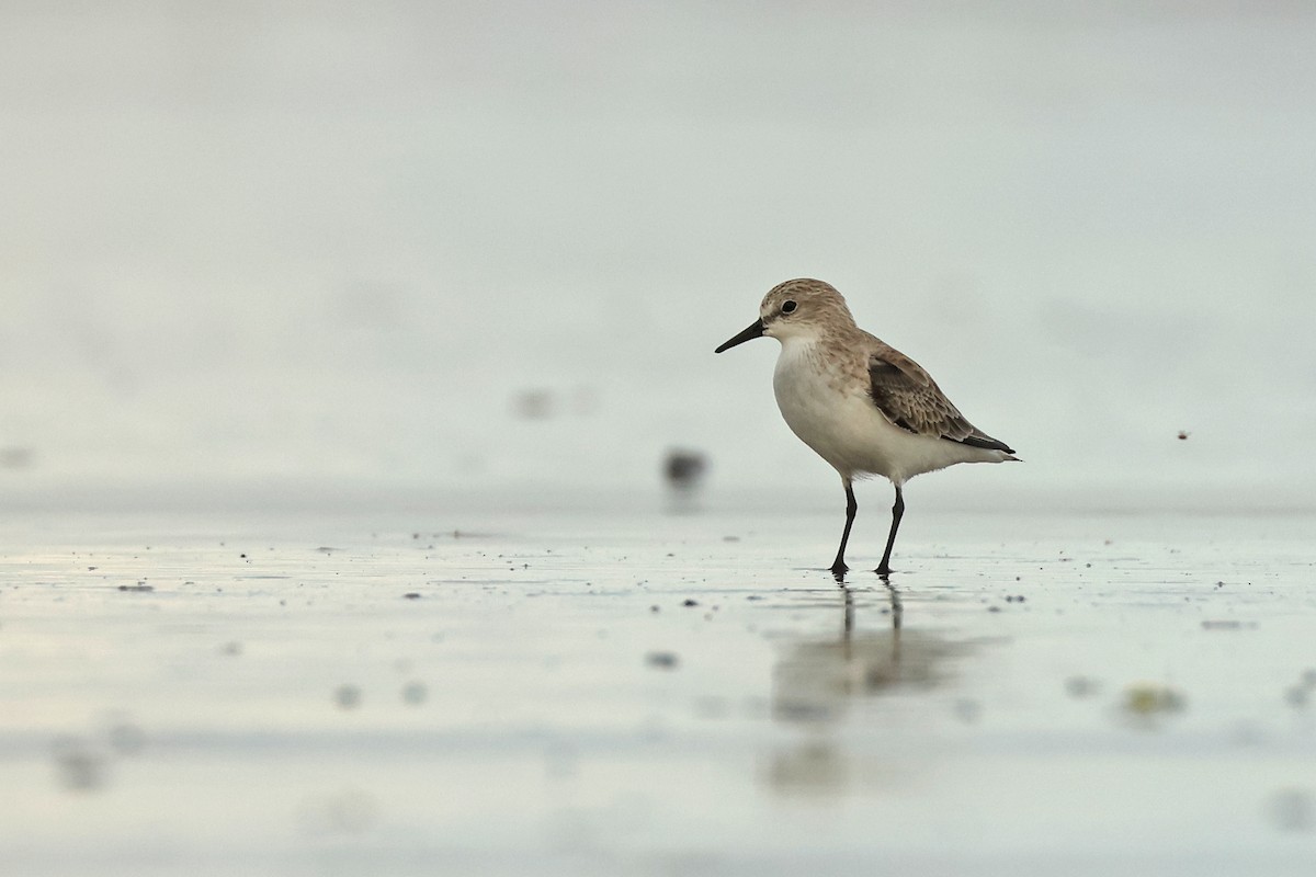 Rotkehl-Strandläufer - ML645837624