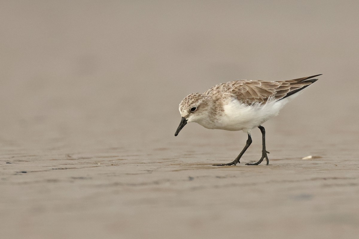 Rotkehl-Strandläufer - ML645837625