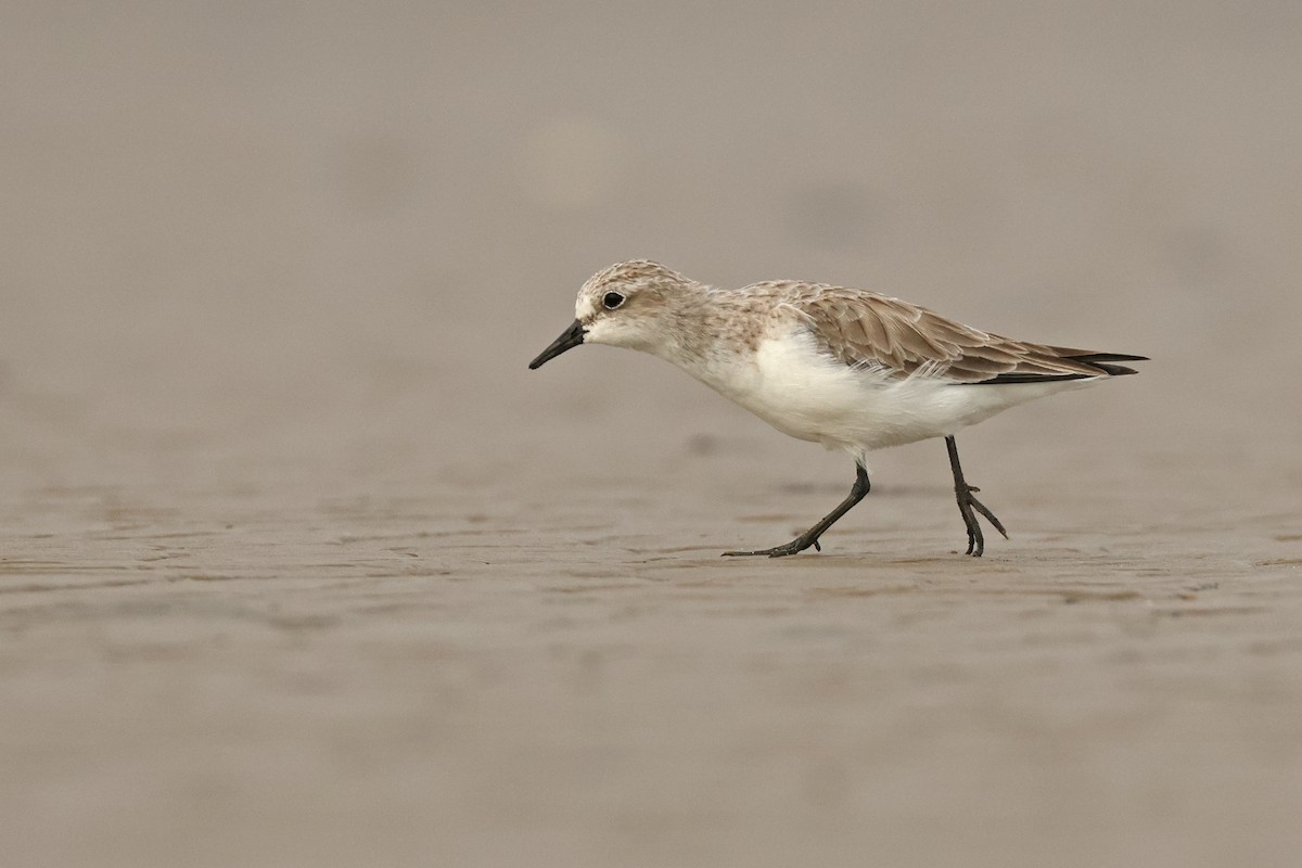 Rotkehl-Strandläufer - ML645837627
