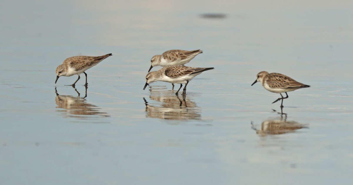 Rotkehl-Strandläufer - ML645837628