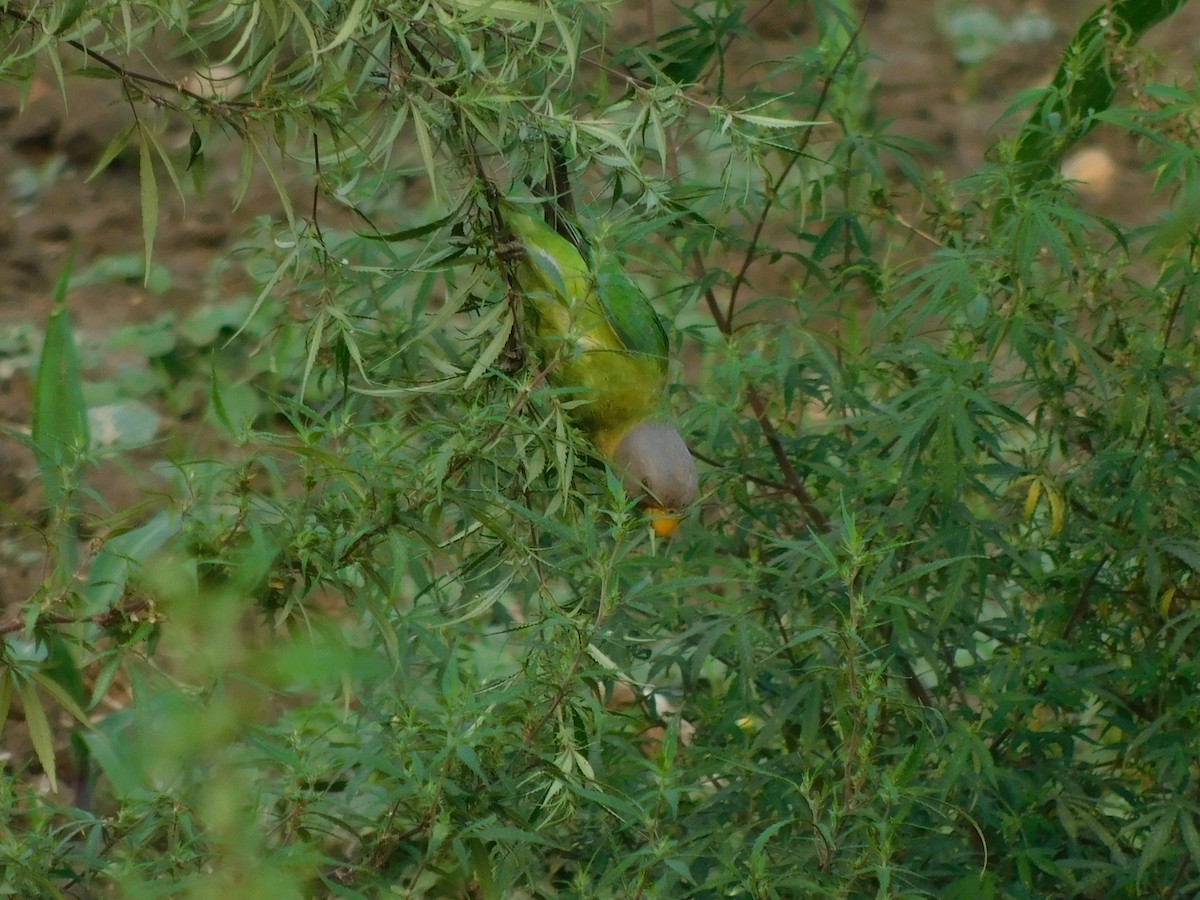 Pflaumenkopfsittich - ML645837630