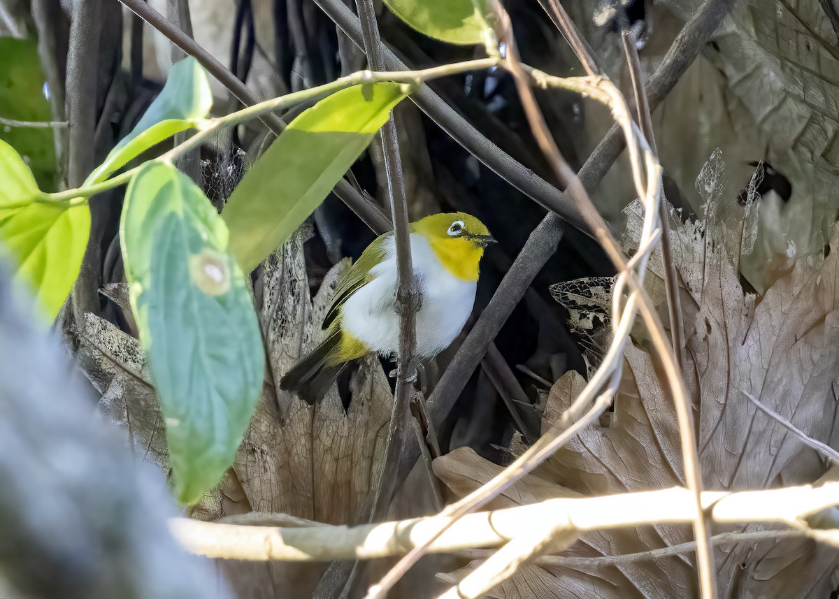 Celebesbrillenvogel - ML645837632