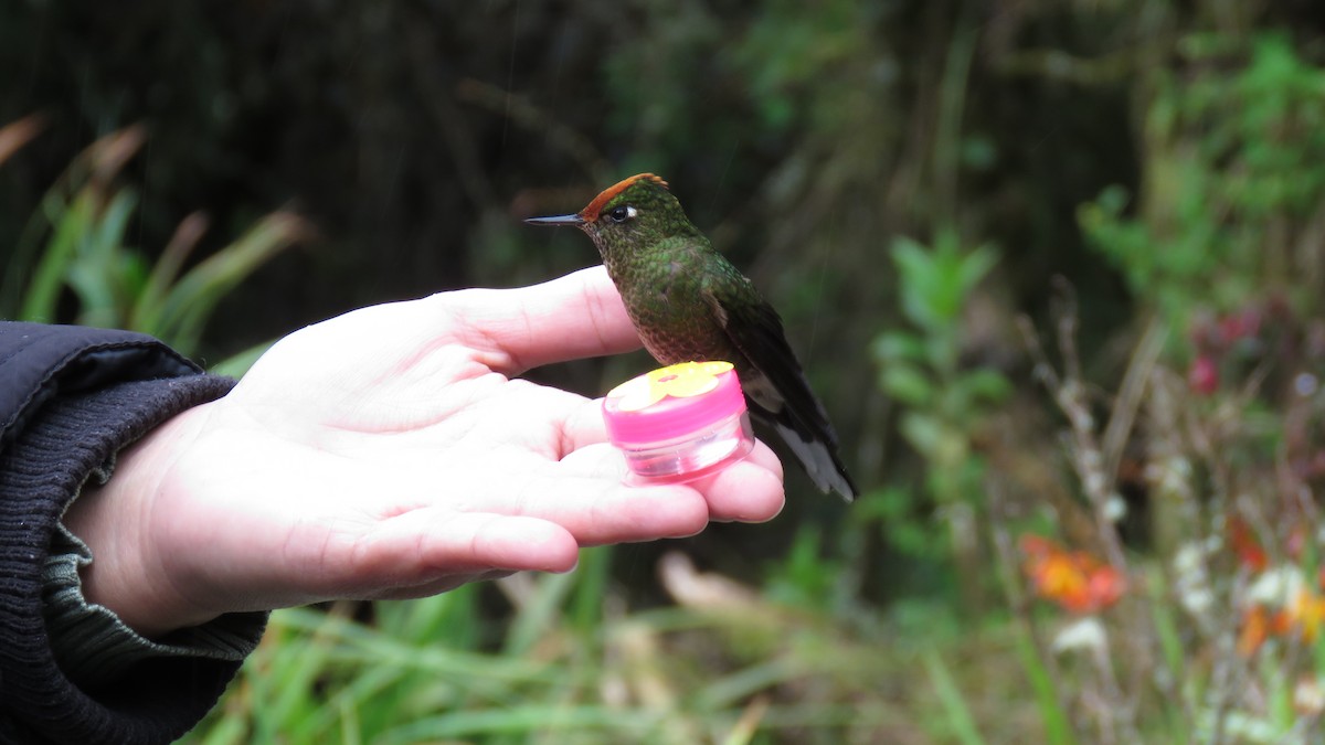 Weißspitzen-Glanzschwänzchen - ML645837633