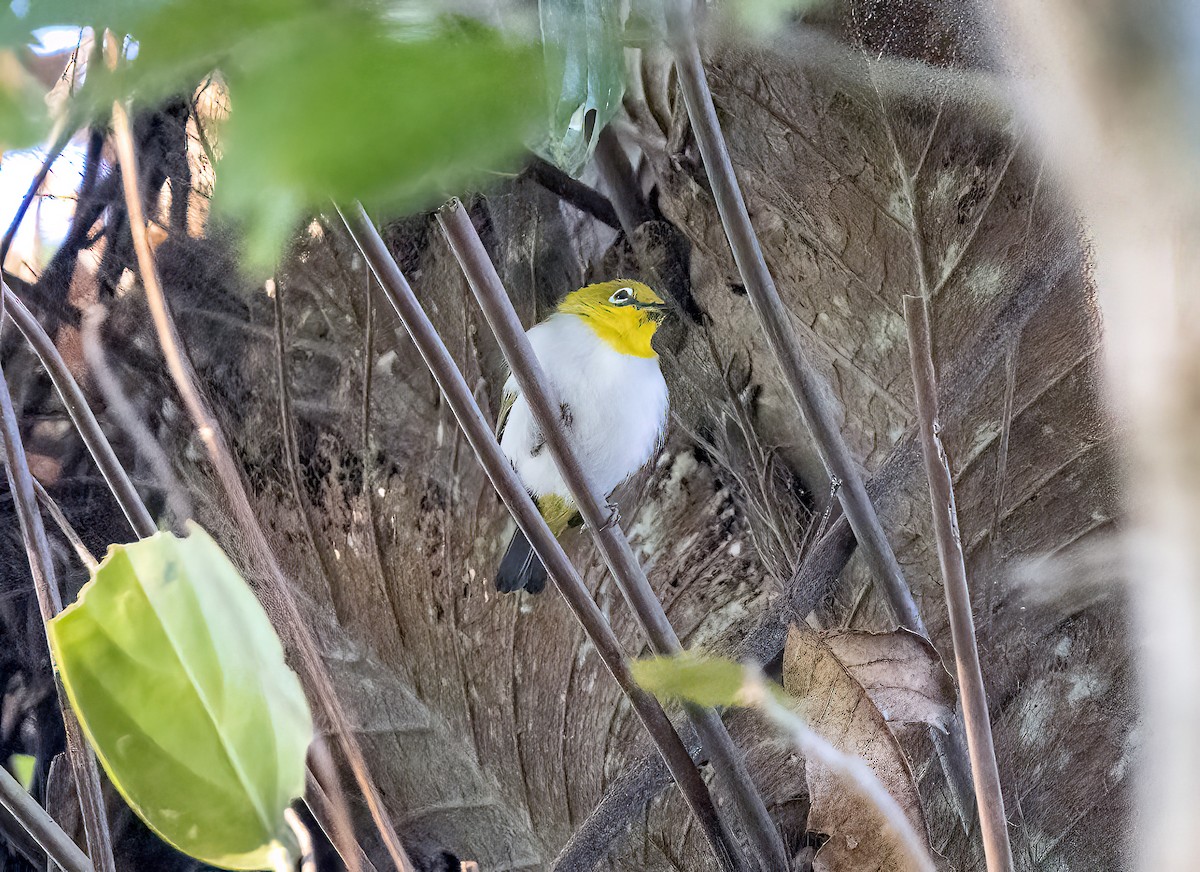 Celebesbrillenvogel - ML645837634