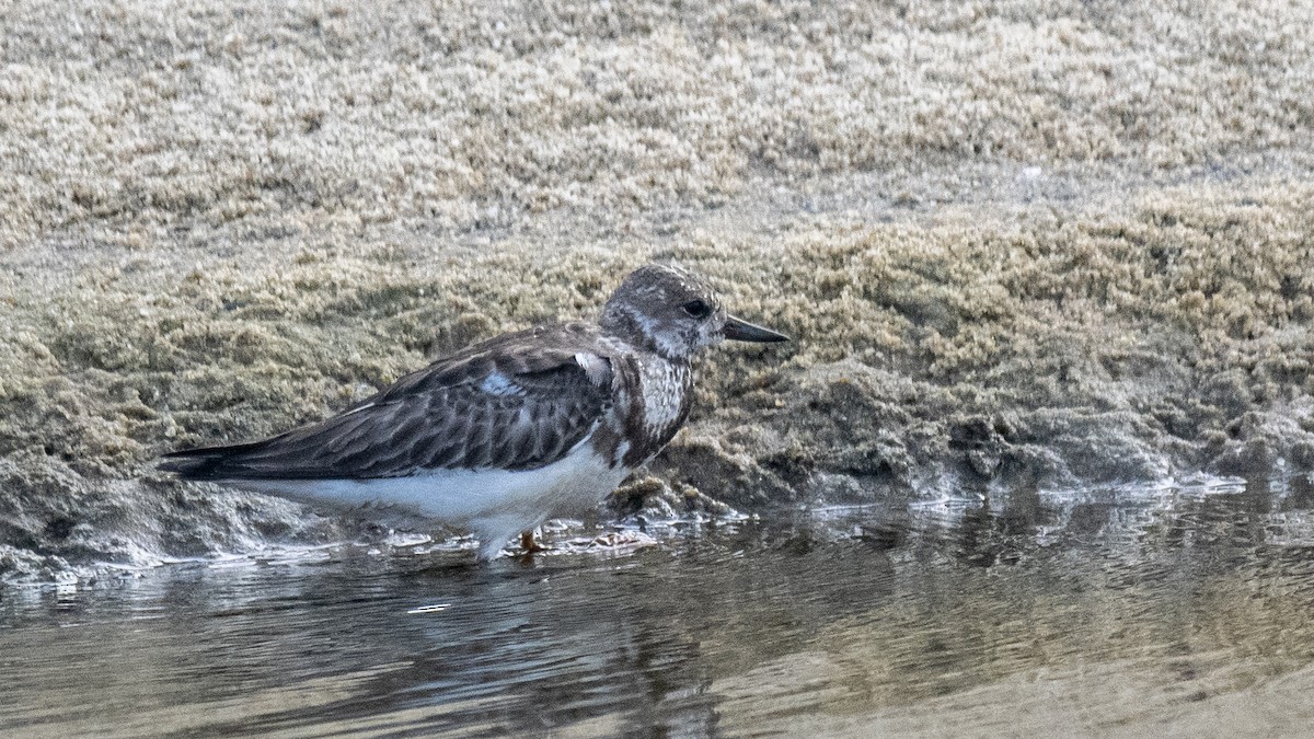 Steinwälzer - ML645837635