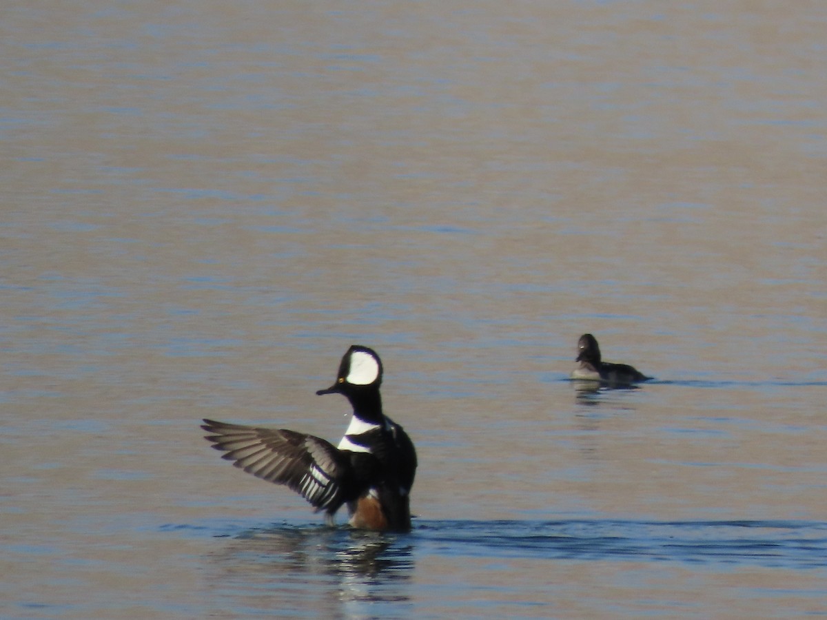 Kappensäger - ML645837636