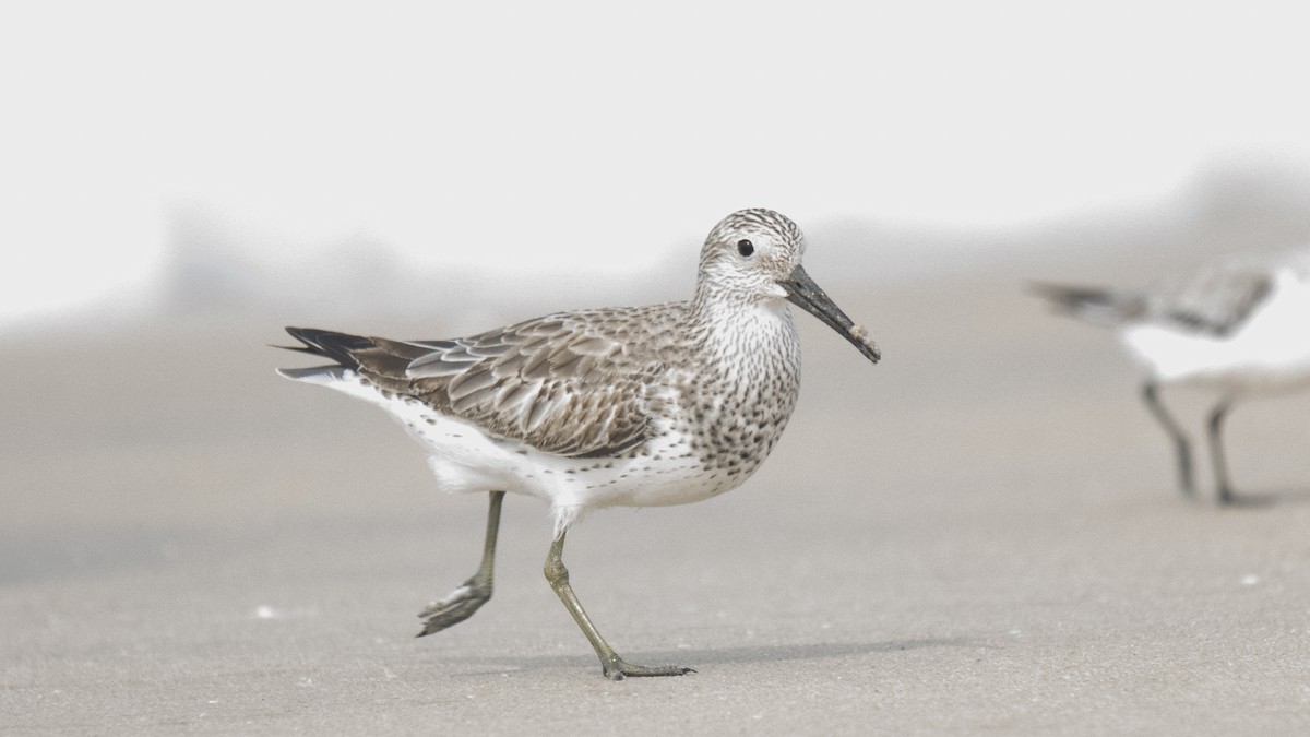 Anadyrknutt - ML645837637