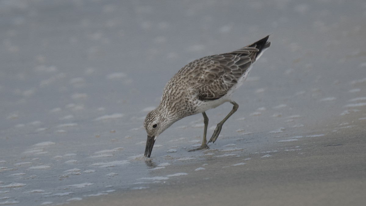 Anadyrknutt - ML645837638