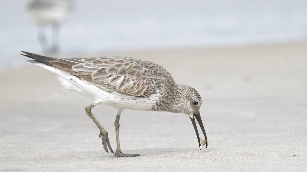 Anadyrknutt - ML645837639