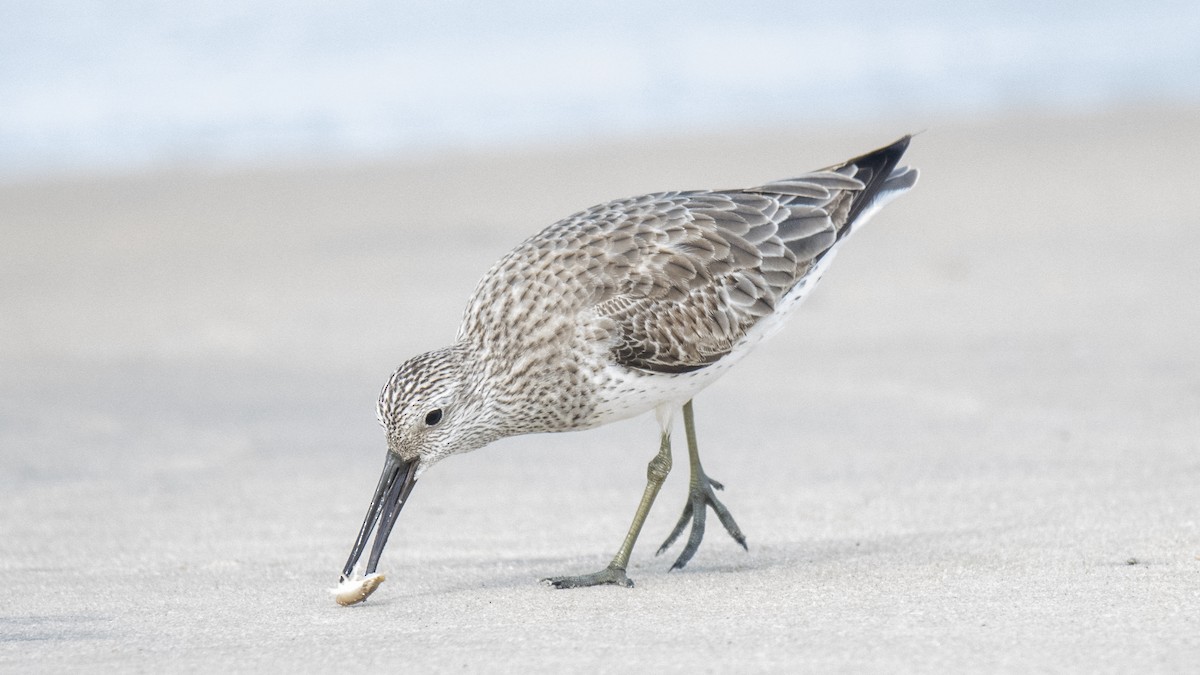 Anadyrknutt - ML645837640