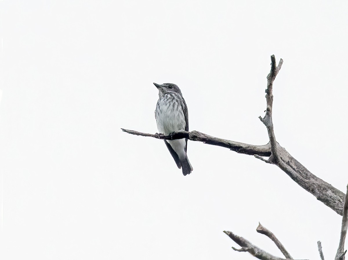 Strichelschnäpper - ML645837641