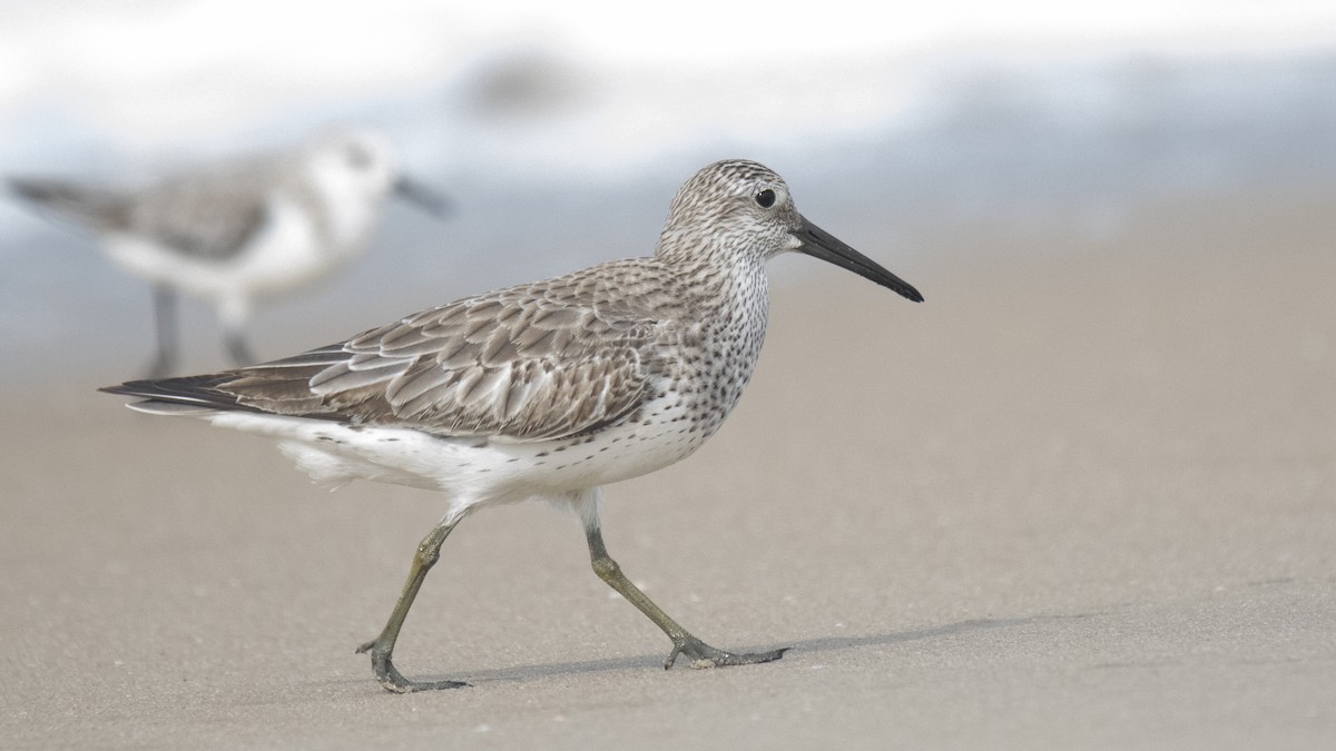 Anadyrknutt - ML645837642