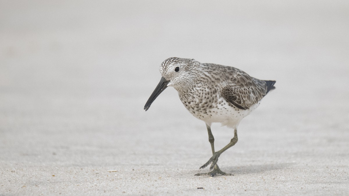 Anadyrknutt - ML645837643