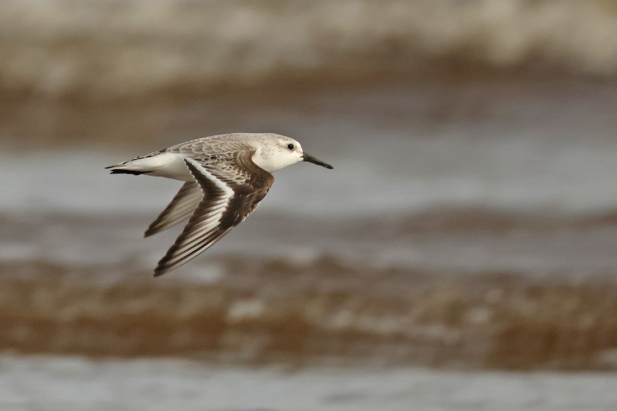 Sanderling - ML645837644