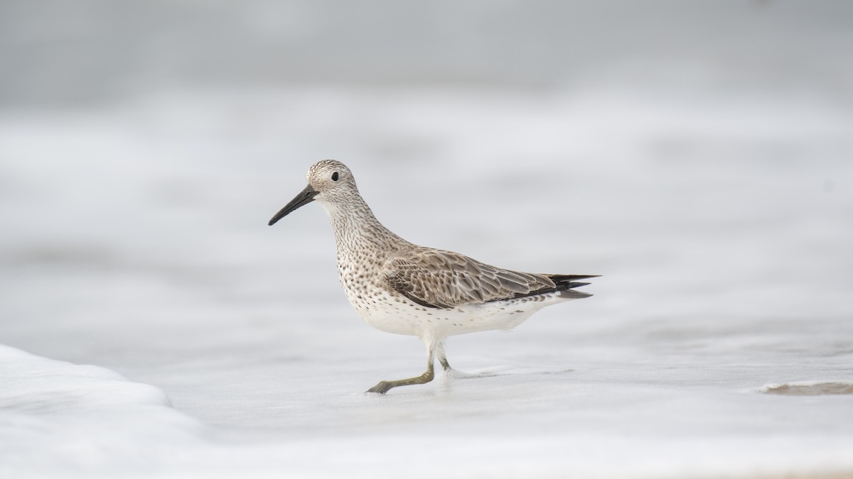 Anadyrknutt - ML645837645