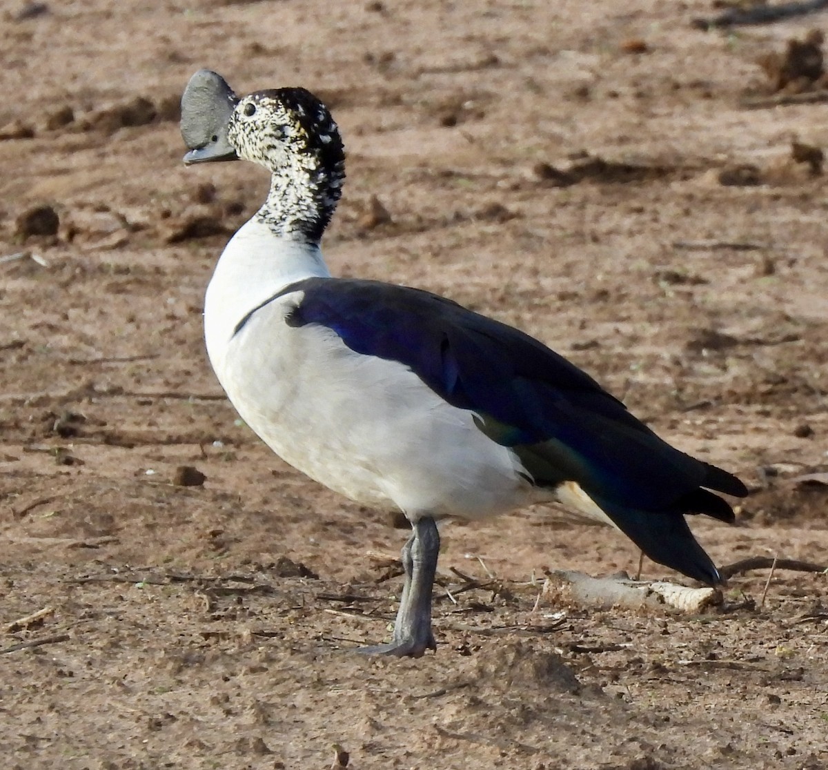 Glanzente - ML645837646