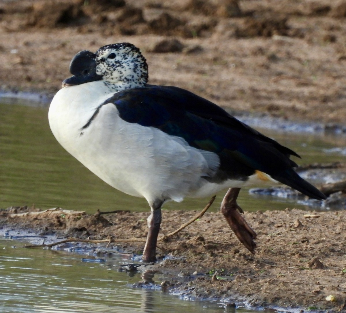 Glanzente - ML645837647