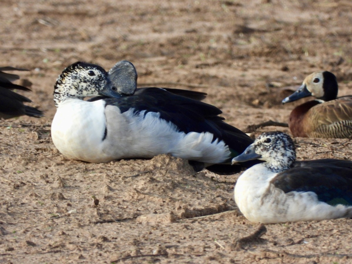 Glanzente - ML645837648