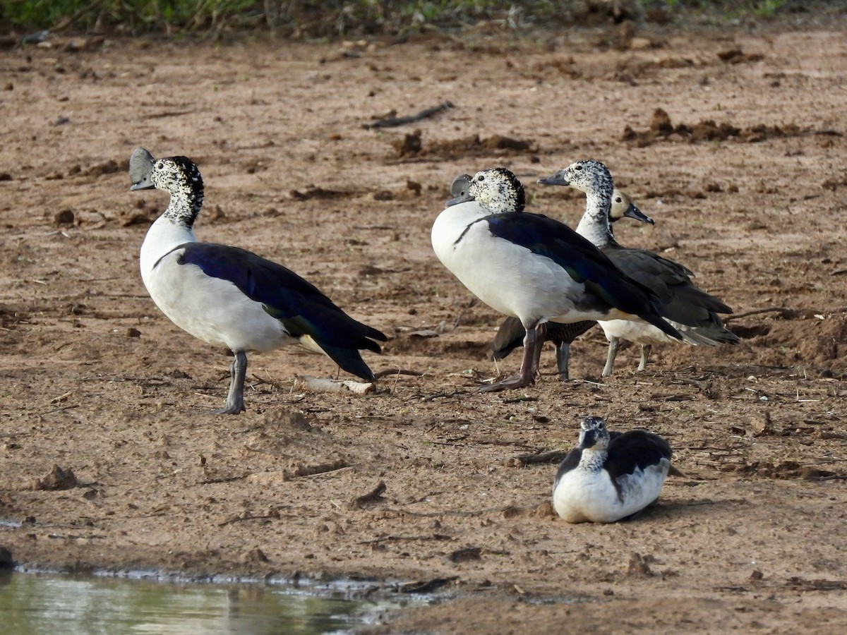 Glanzente - ML645837649