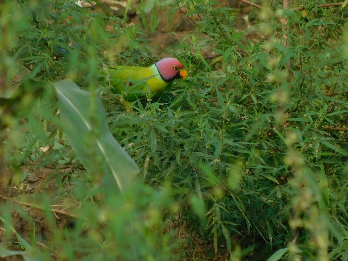 Pflaumenkopfsittich - ML645837650