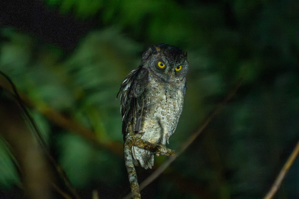 Schmuck-Zwergohreule - ML645837651