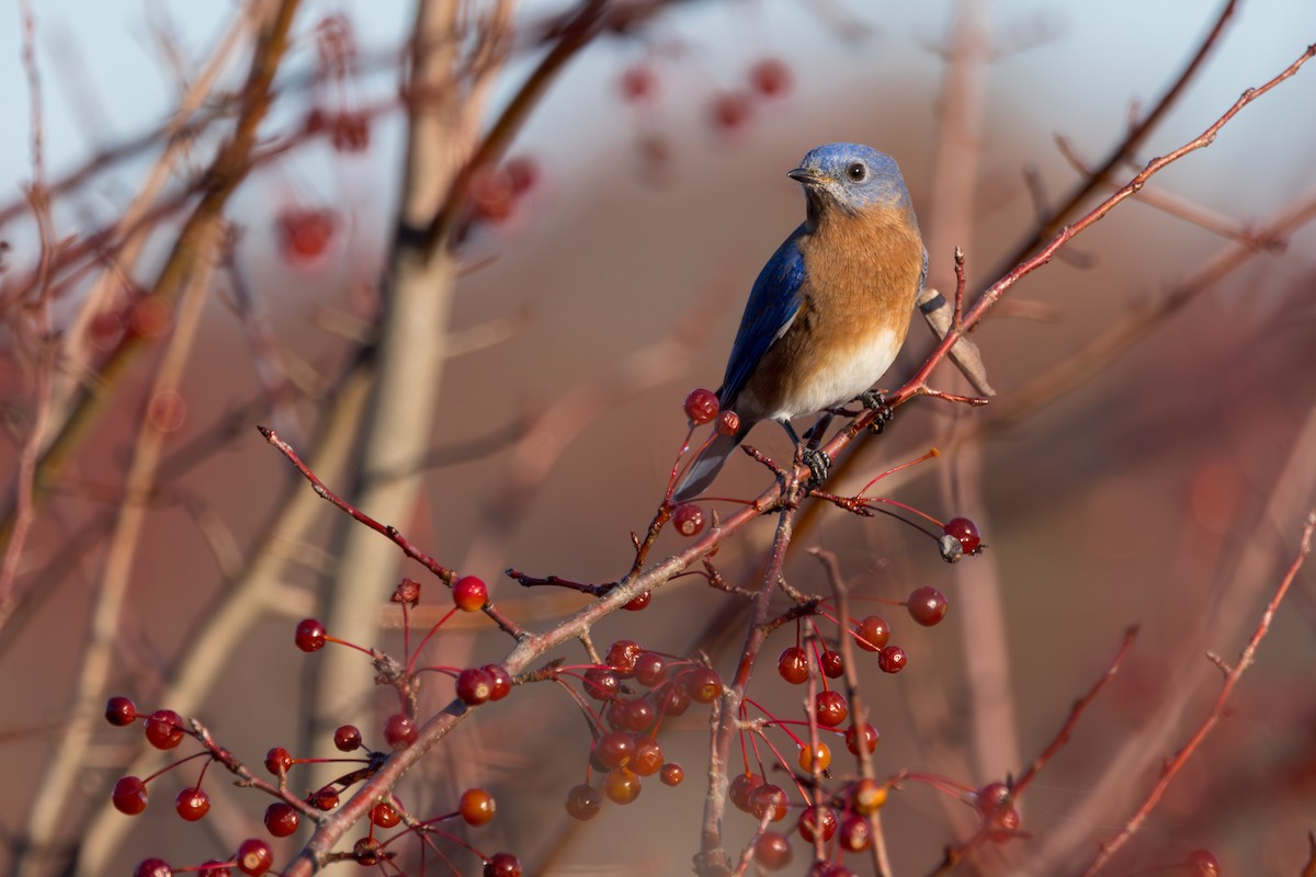 Rotkehl-Hüttensänger - ML645837652