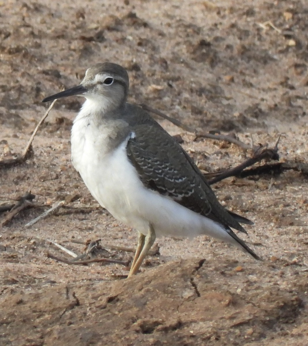 Flussuferläufer - ML645837655