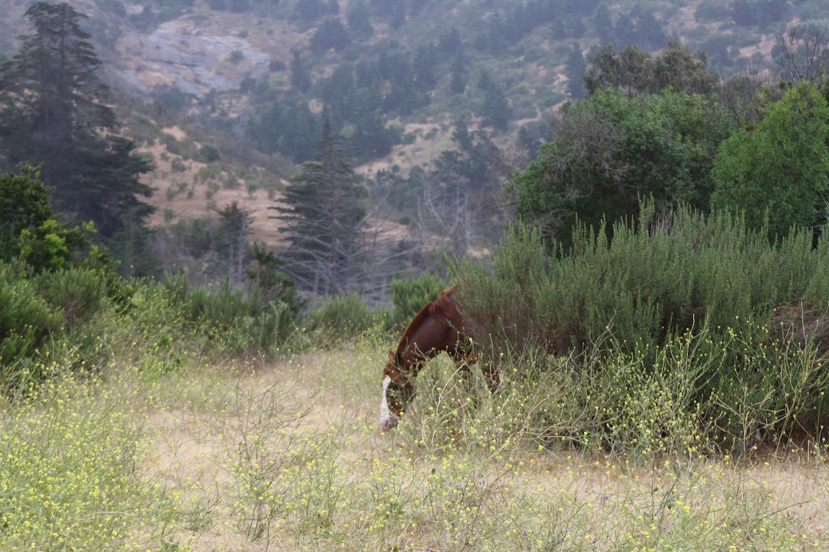 Animals - ML645837656