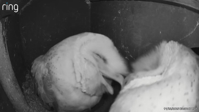 Amerikaschleiereule - ML645837658